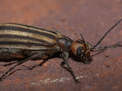 Epicauta vittata