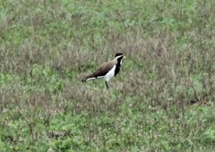 Vanellus tricolor