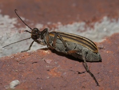 Epicauta vittata