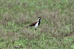 Vanellus tricolor