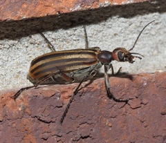 Epicauta vittata