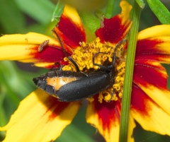Epicauta atrata