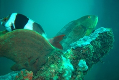 Notolabrus parilus