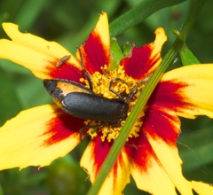 Epicauta atrata