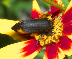 Epicauta atrata