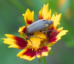 Epicauta atrata
