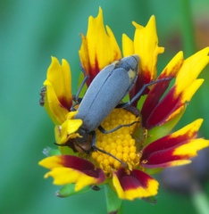 Epicauta atrata