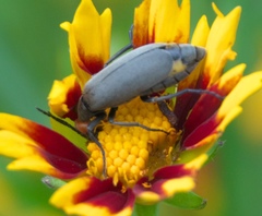 Epicauta atrata