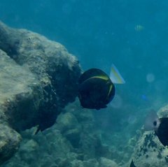 Acanthurus nigricans