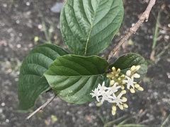 Ehretia dicksonii