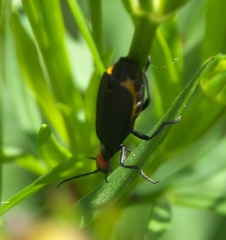 Epicauta atrata