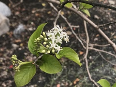 Ehretia dicksonii