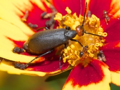 Epicauta atrata
