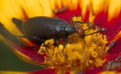 Epicauta atrata