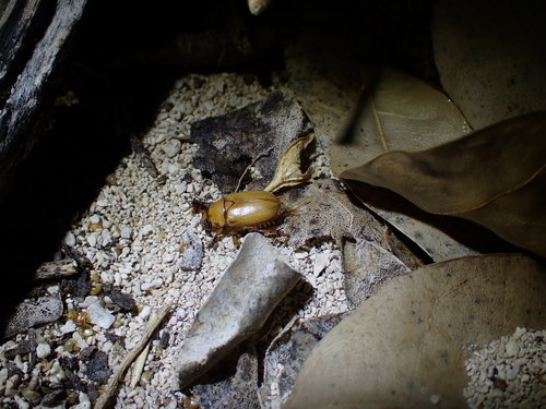 Cyclocephala immaculata