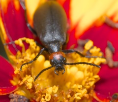 Epicauta atrata