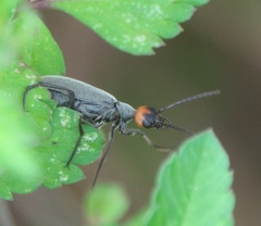 Epicauta atrata