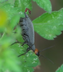 Epicauta atrata