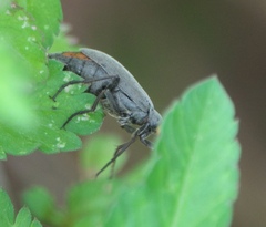 Epicauta atrata