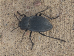 Stenomorpha opaca
