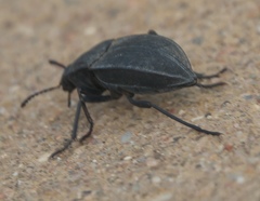 Stenomorpha opaca