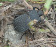 Stenomorpha opaca
