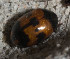 Diaperis nigronotata