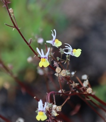 Nemesia cheiranthus, photograph (c) Tony Rebelo, some rights reserved (CC BY-SA)