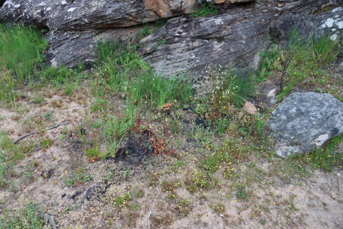 Nemesia cheiranthus, photograph 3