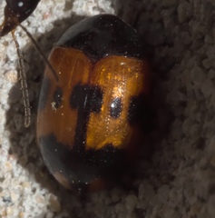 Diaperis nigronotata