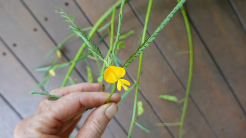 Aeschynomene aspera observed 2026-03-21