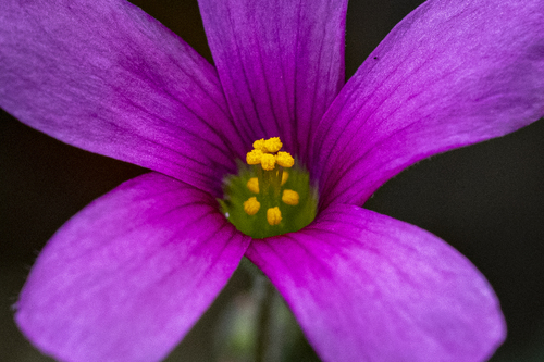 Blue Sorrel (Oxalis livida)
