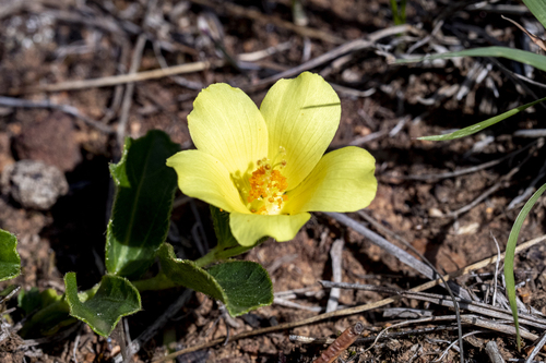 Cape Hibiscus (Hibiscus aethiopicus)