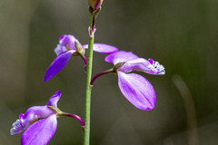 (c) magriet b, some rights reserved (CC BY-SA) Polygala garcini, photograph (c) magriet b, some rights reserved (CC BY-SA)