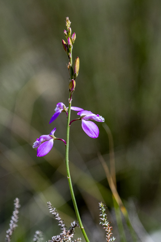 Polygala garcini, photograph 6