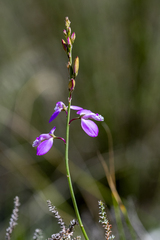 Polygala garcini, photograph (c) magriet b, some rights reserved (CC BY-SA)