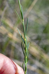 (c) magriet b, some rights reserved (CC BY-SA) Polygala garcini, photograph (c) magriet b, some rights reserved (CC BY-SA)