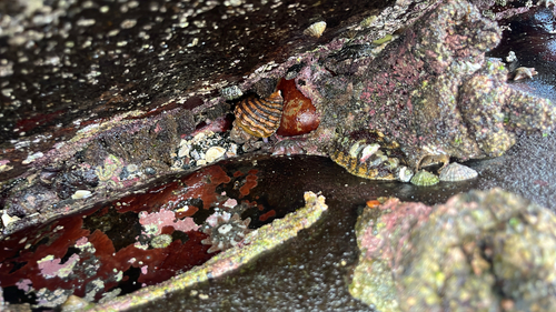Cabestana spengleri