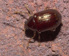 Rhabdopterus