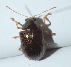 Rhabdopterus