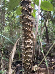 Calamus moti