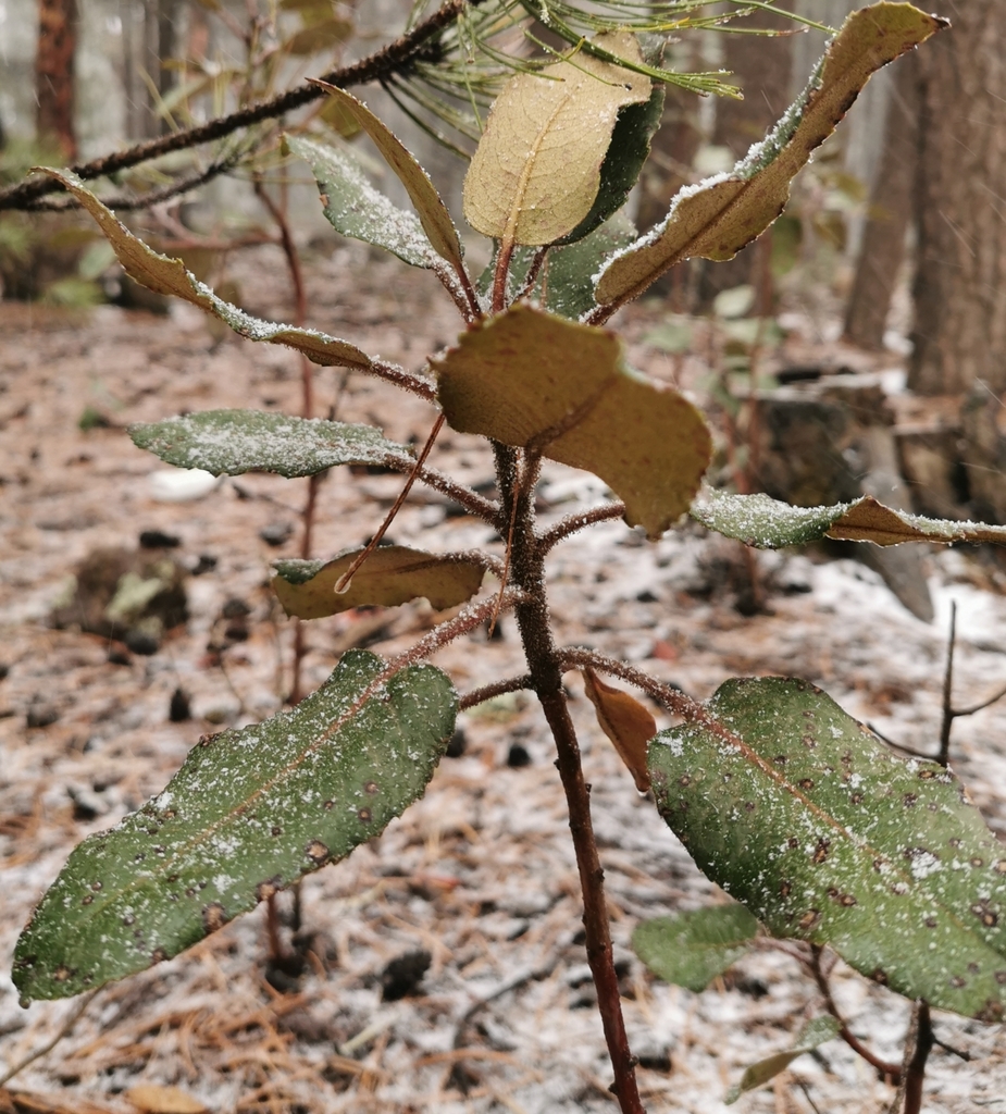 Mexican madrone