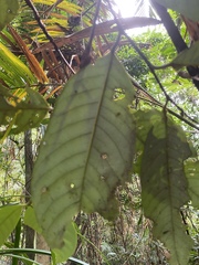 Calamus moti