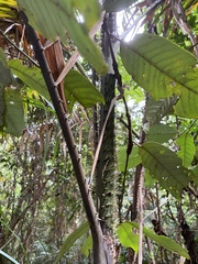 Calamus moti