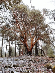 Arbutus bicolor