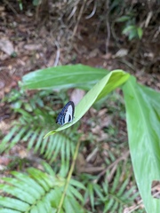 Nacaduba cyanea