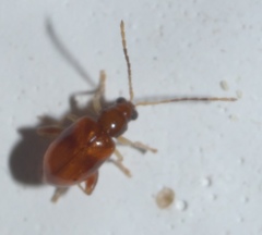 Longitarsus varicornis