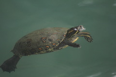 Trachemys venusta cataspila