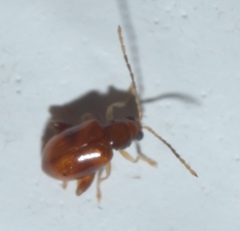 Longitarsus varicornis