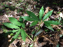 Arisaema ilanense